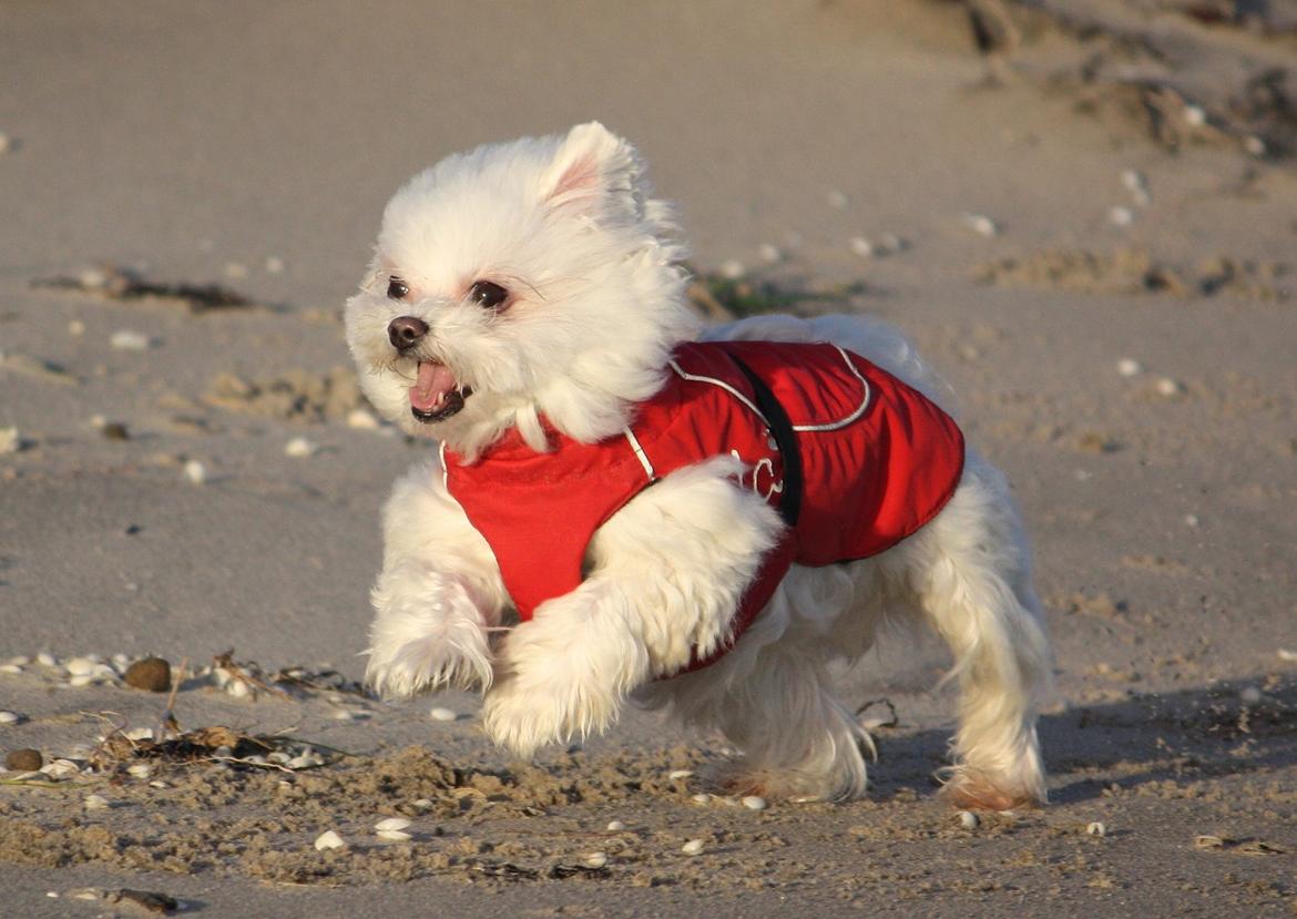 Malteser Cleo (15,5 år) - Cleo 10 år  billede 12