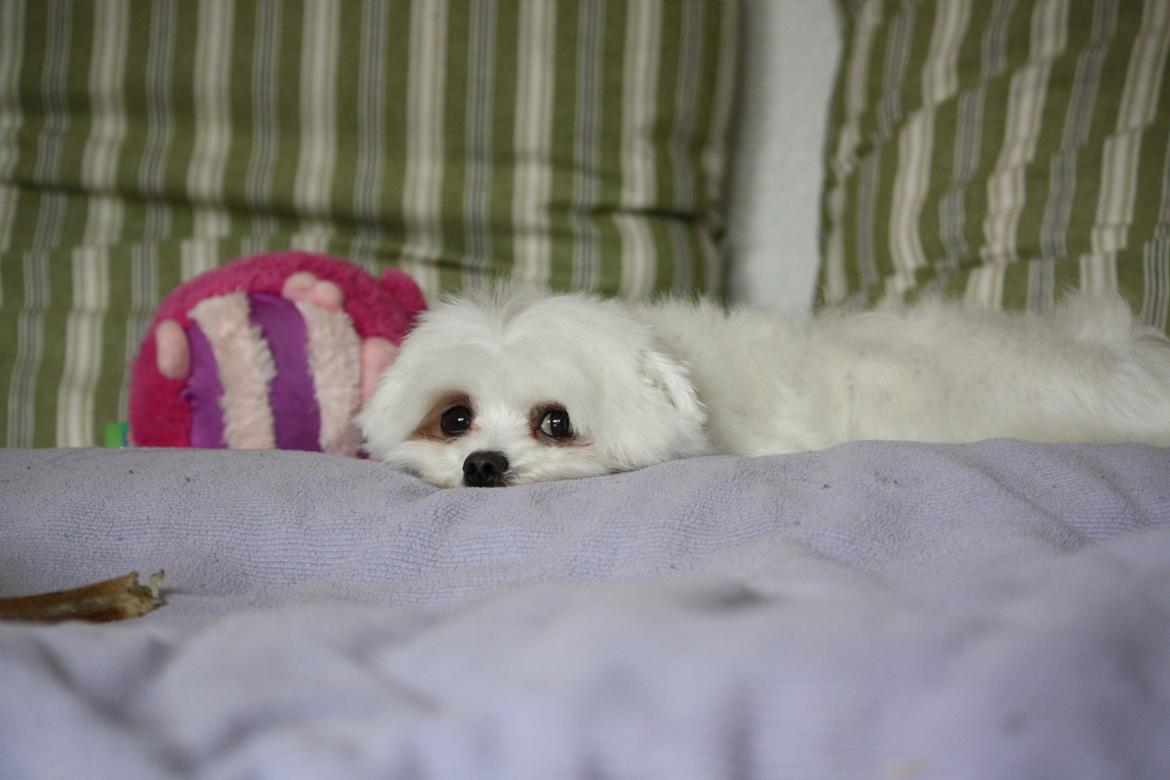 Malteser Cleo (15,5 år) - Cleo hygger sig i sin nye lejlighed - 2 år gammel billede 38