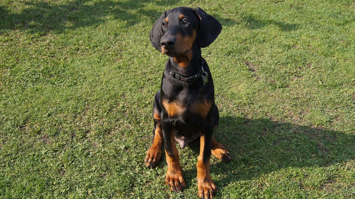 Dobermann MALKIN billede 12