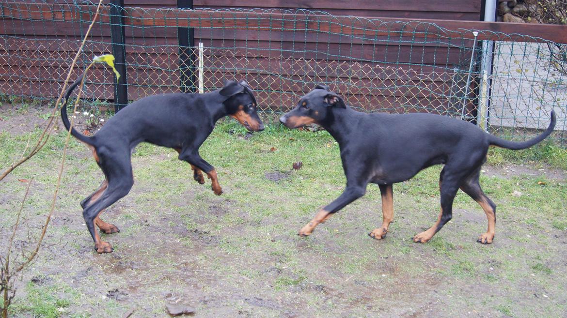 Dobermann MALKIN billede 13
