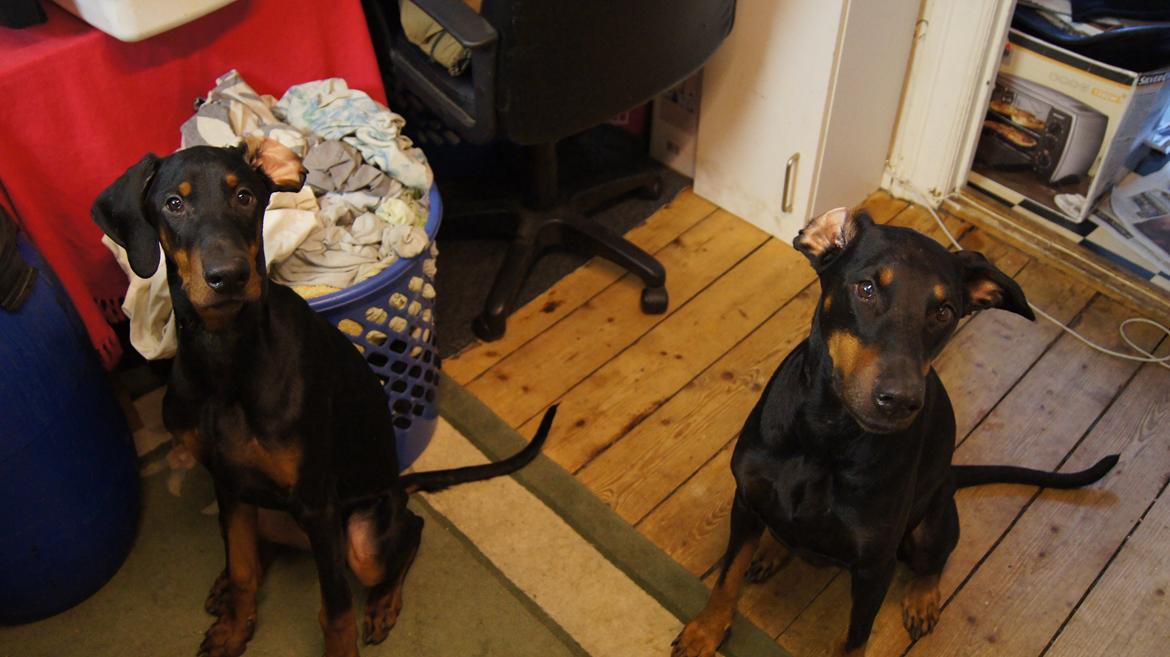 Dobermann MALKIN billede 14