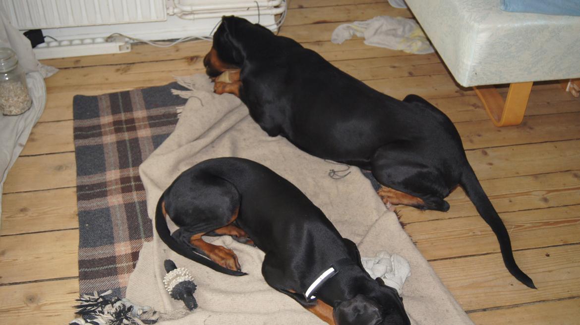 Dobermann MALKIN billede 15