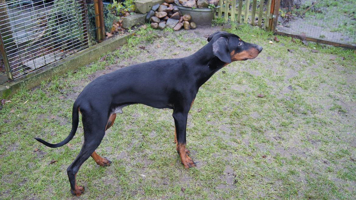 Dobermann MALKIN billede 16