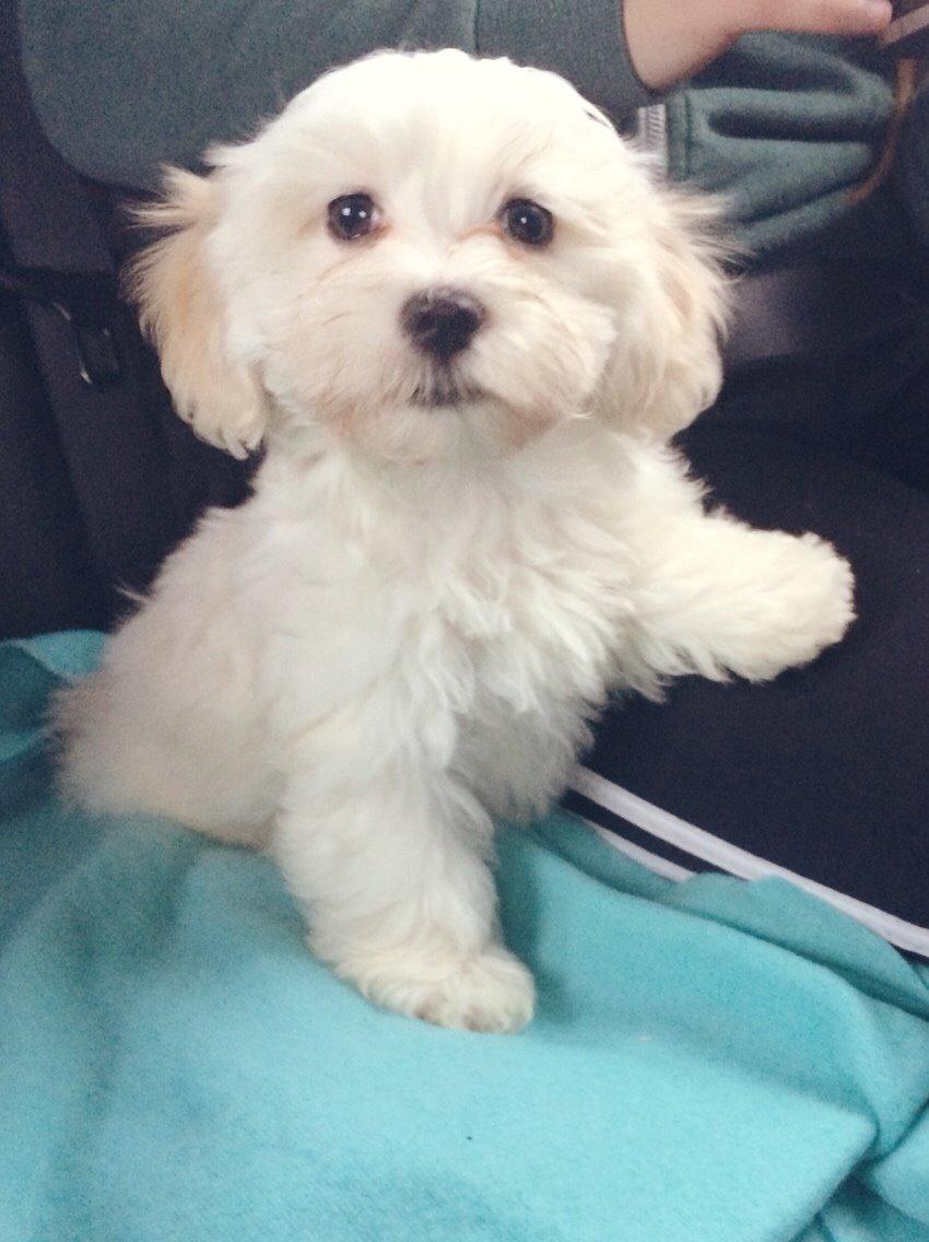 Bichon havanais Oskar billede 2