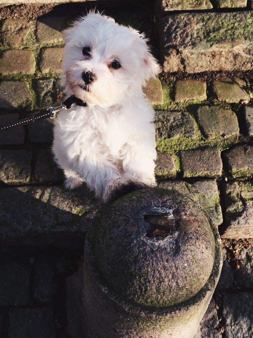 Bichon havanais Oskar billede 1