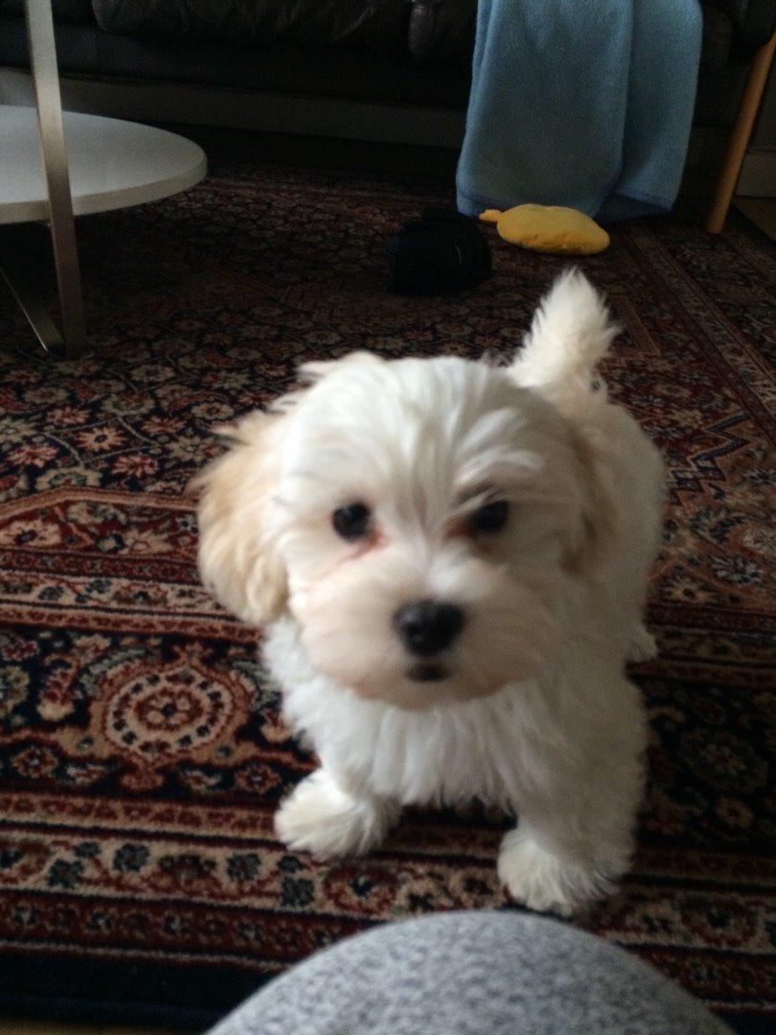 Bichon havanais Oskar billede 3