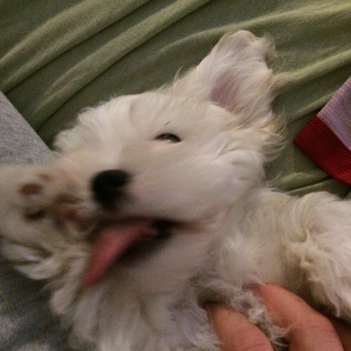 Bichon havanais Oskar billede 4