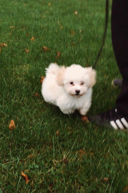 Bichon havanais Oskar billede 5