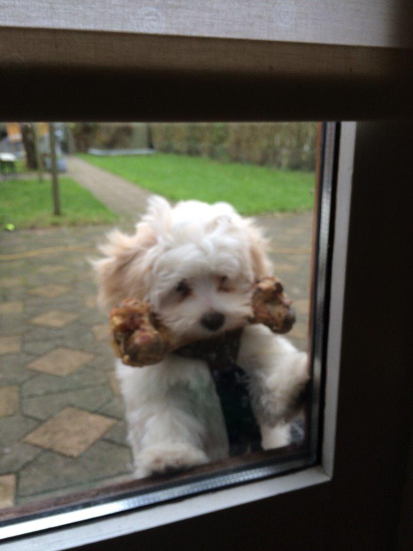 Bichon havanais Oskar billede 7