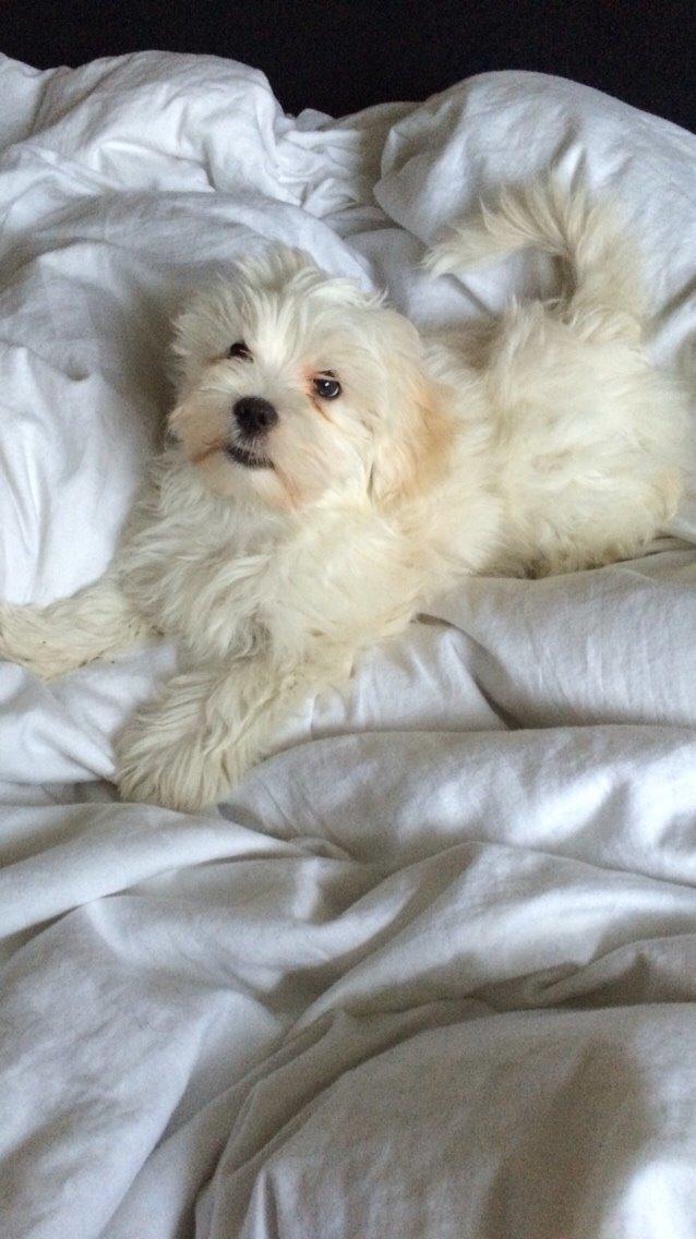 Bichon havanais Oskar billede 8