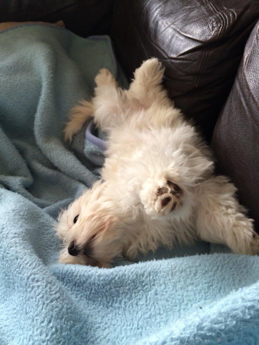 Bichon havanais Oskar billede 6