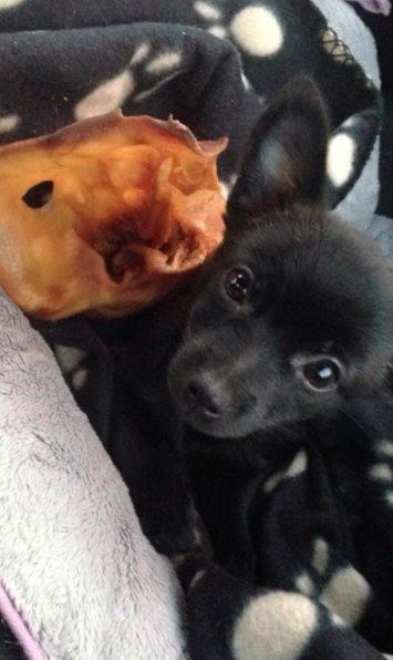 Blanding af racer Pomeranian, Chihuahua Shellie billede 7
