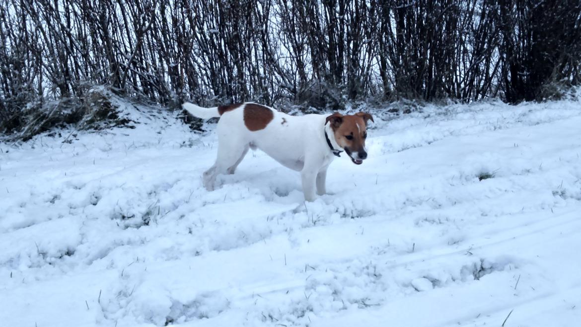 Dansk svensk gaardhund Otto billede 33