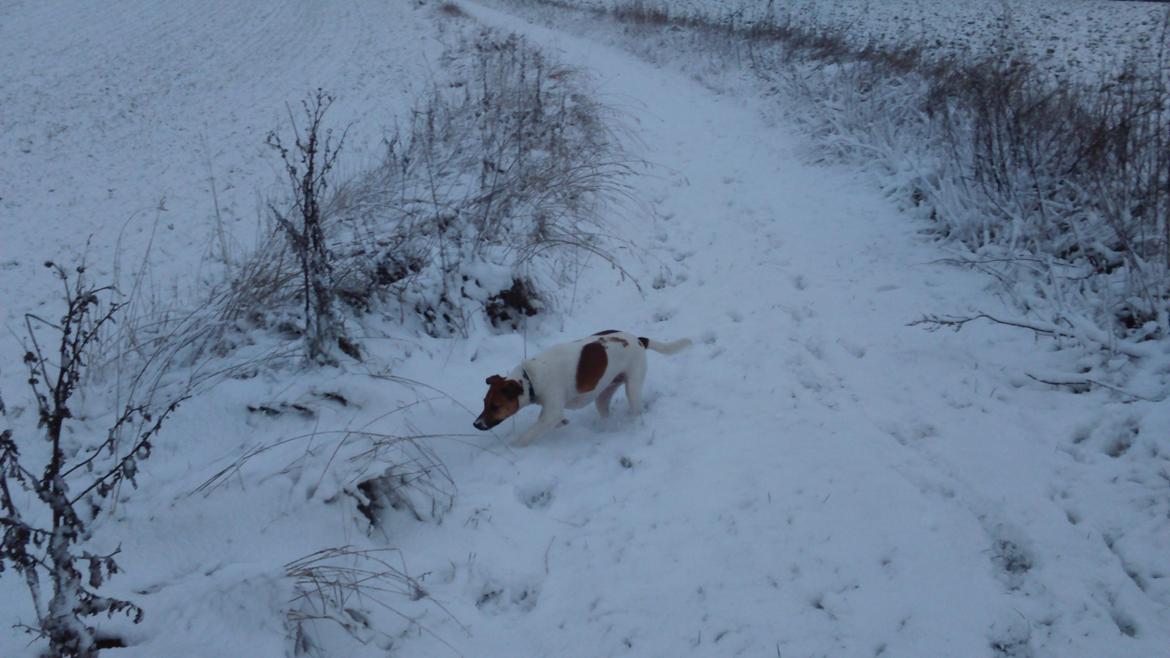 Dansk svensk gaardhund Otto billede 34