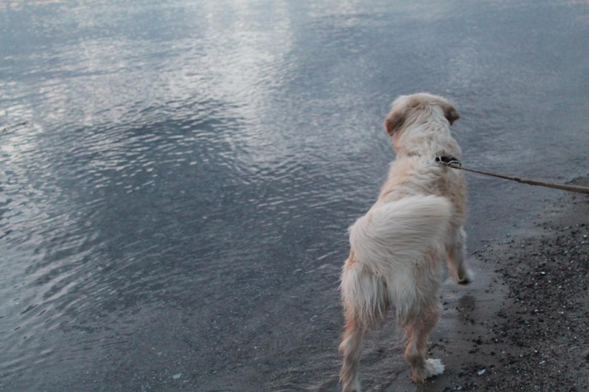 Golden retriever Charlie billede 14