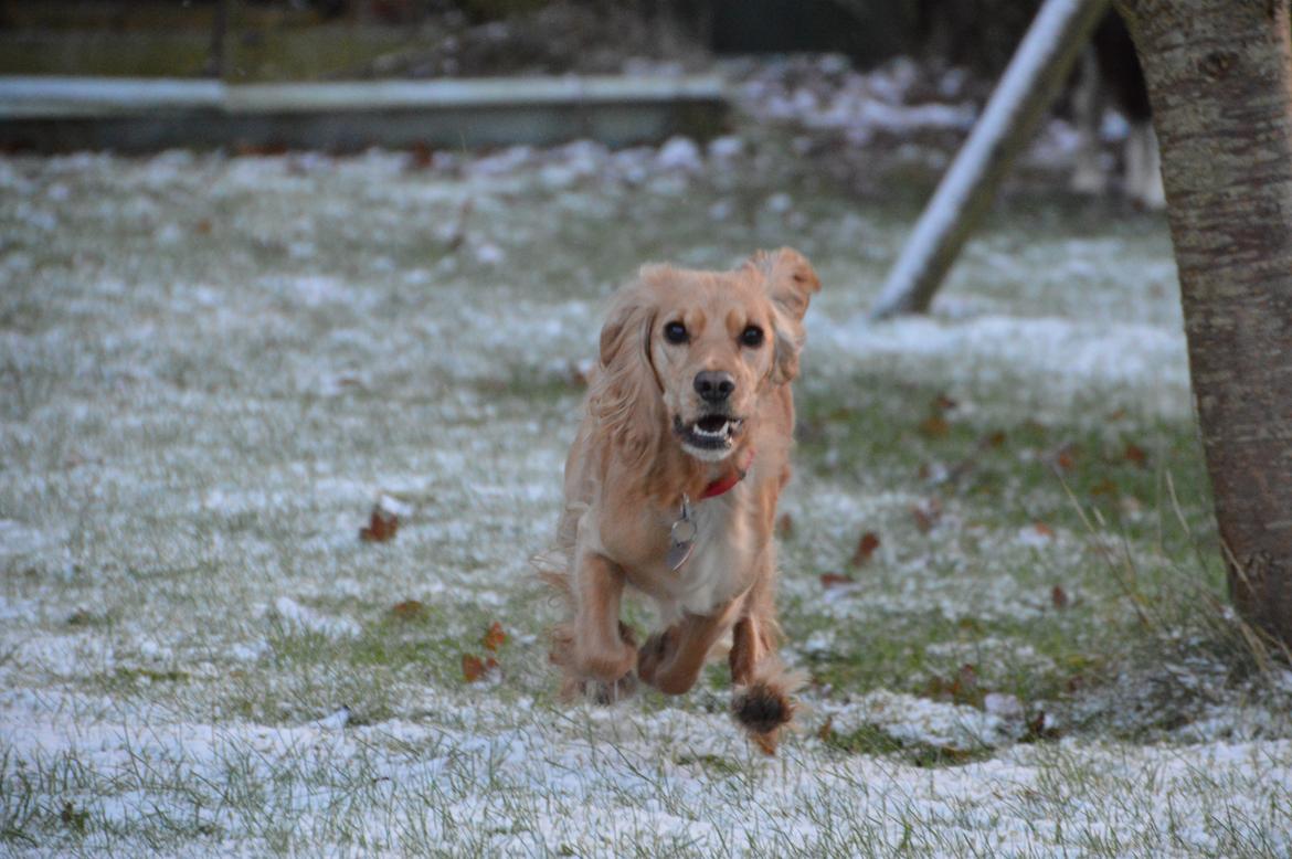 Cocker spaniel Cocio  - 2014 - årets første sne billede 4