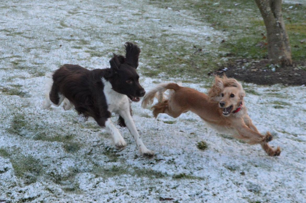 Cocker spaniel Cocio  billede 9