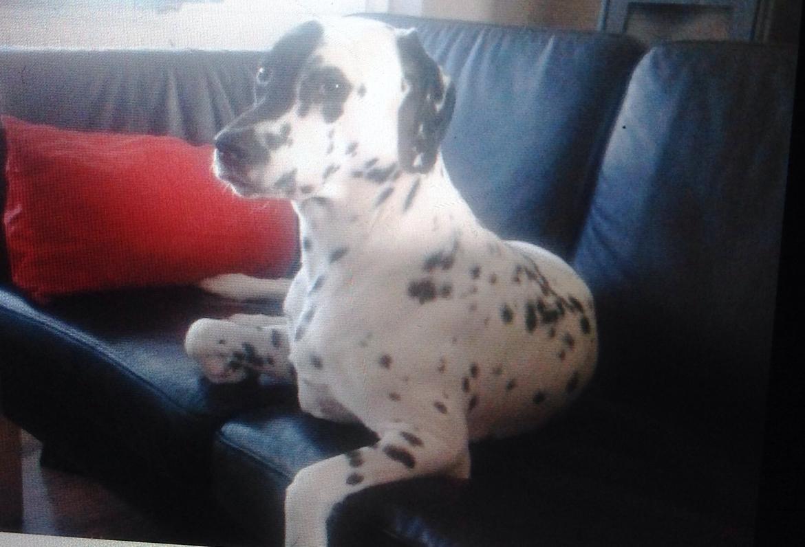 Blanding af racer Sally billede 2