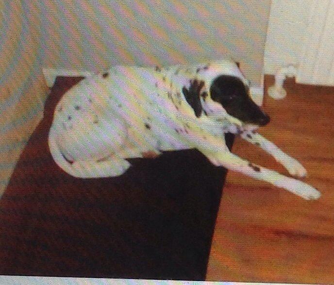 Blanding af racer Sally billede 1