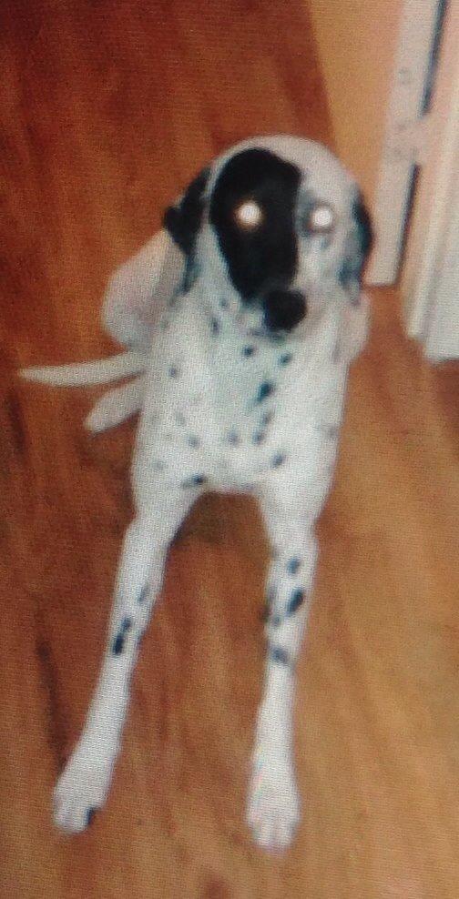 Blanding af racer Sally billede 3