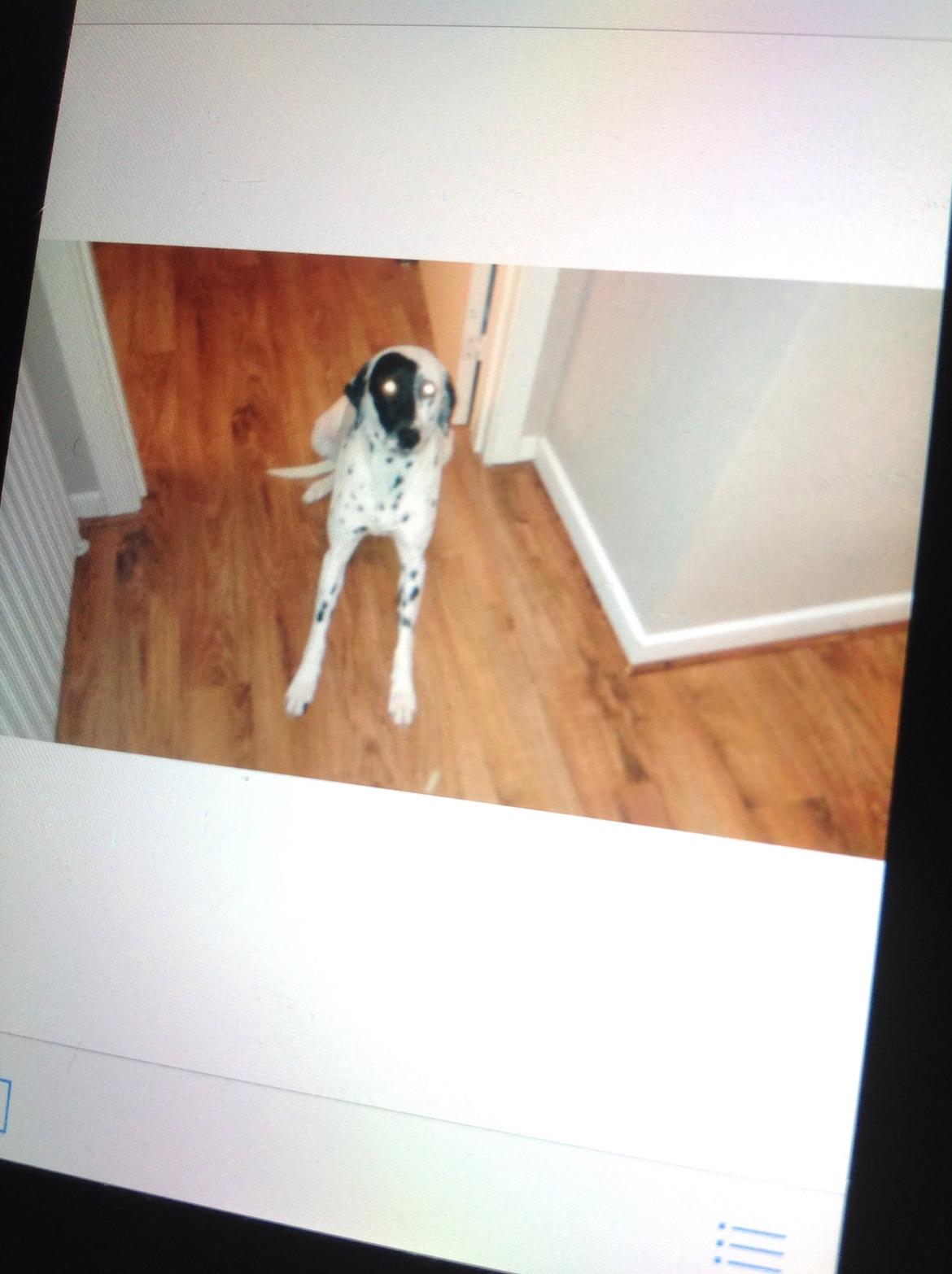 Blanding af racer Sally billede 4