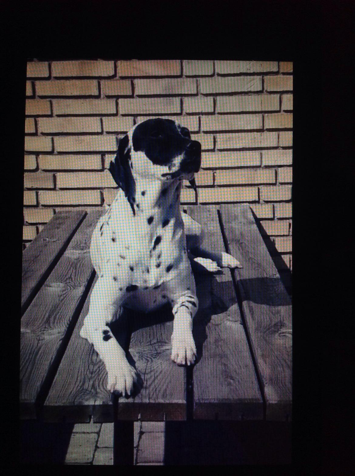 Blanding af racer Sally billede 5