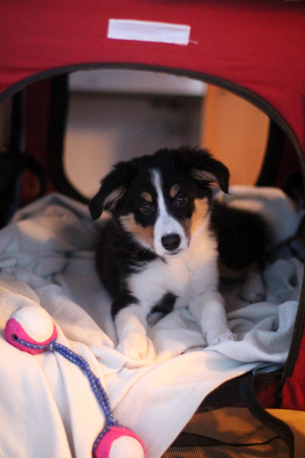 Border collie Onlystar's I Love You Rebel [Bella] - "Hejsa" billede 14