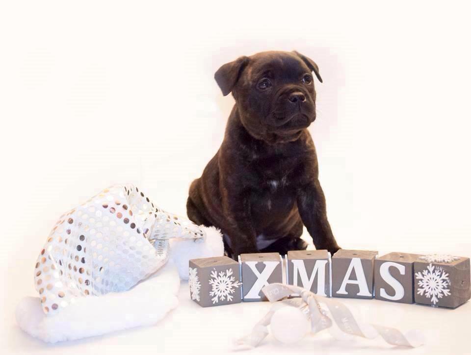 Staffordshire bull terrier Mademoiselle Coco billede 1