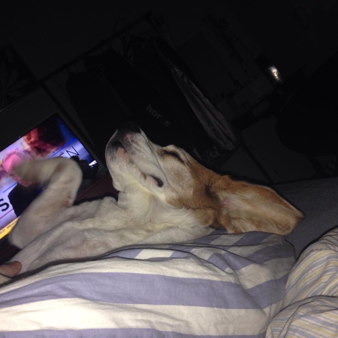 Beagle salus plet billede 21