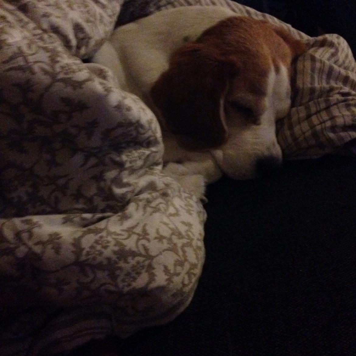 Beagle salus plet billede 22