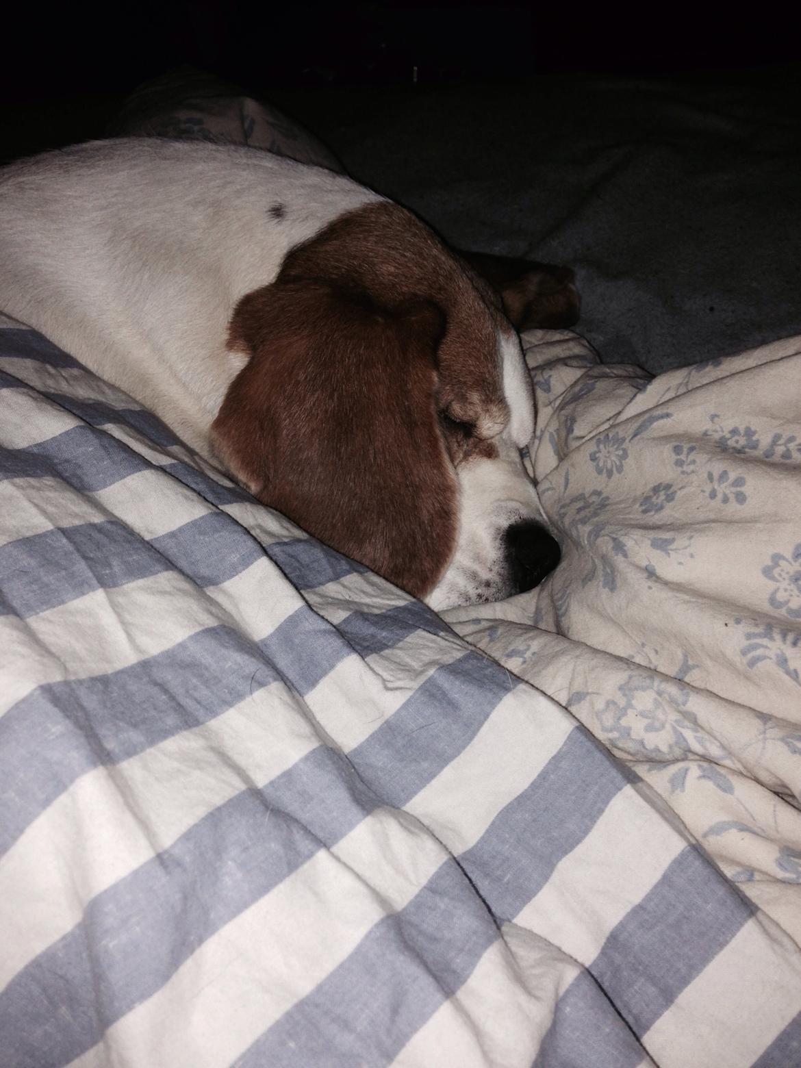 Beagle salus plet billede 23