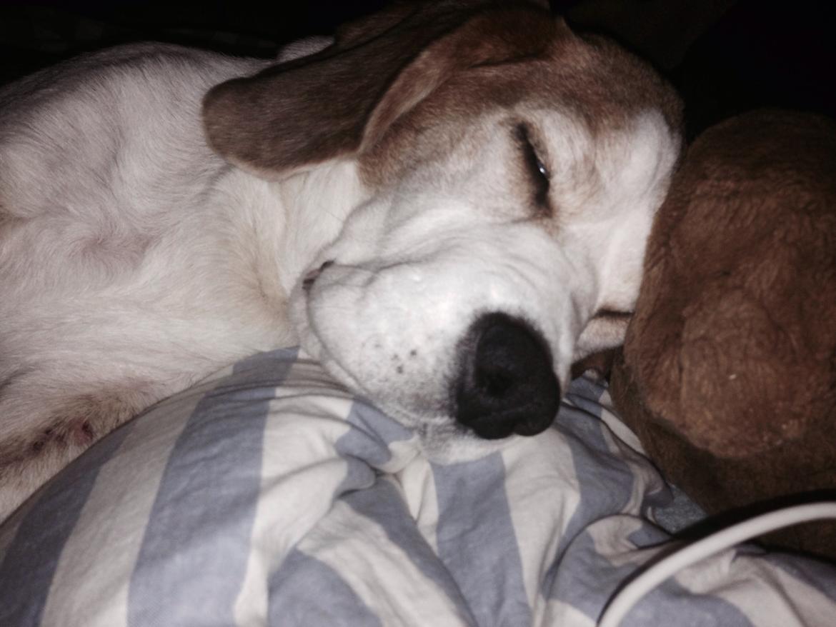 Beagle salus plet billede 25