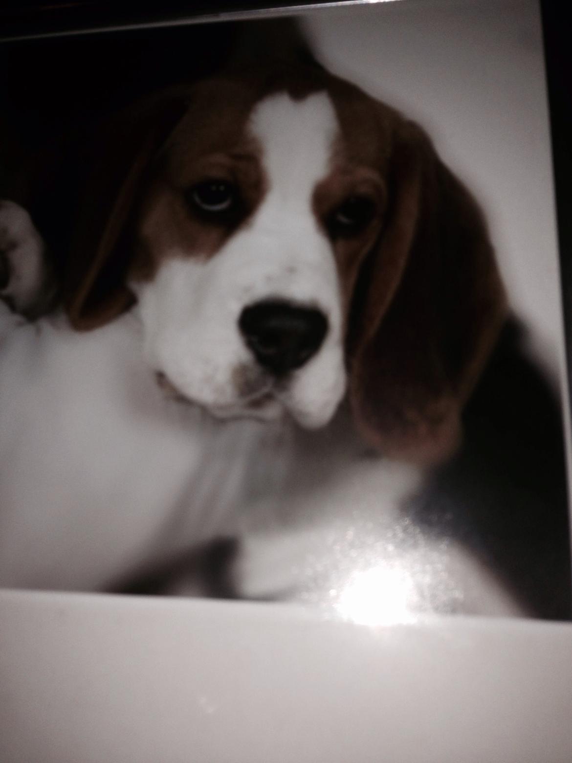 Beagle salus plet billede 24