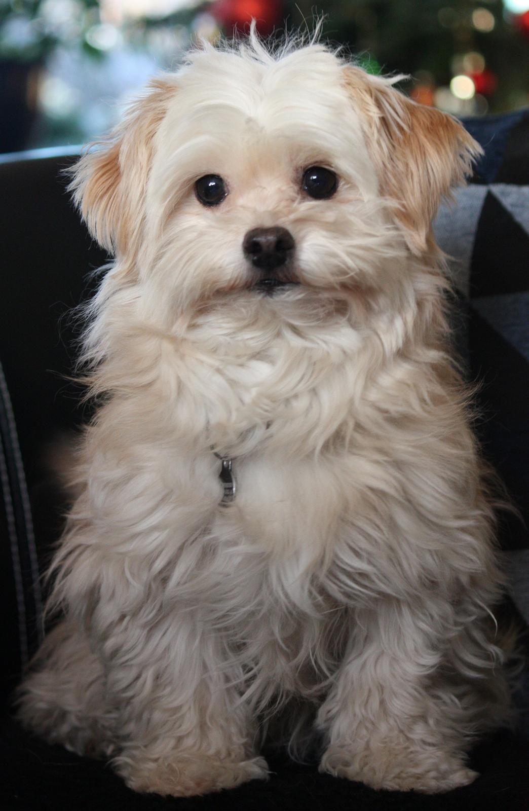 Blanding af racer Noah billede 3