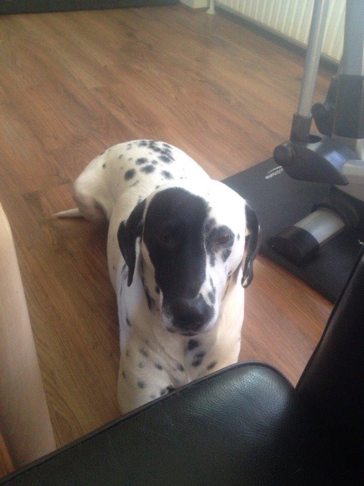 Blanding af racer Sally billede 6