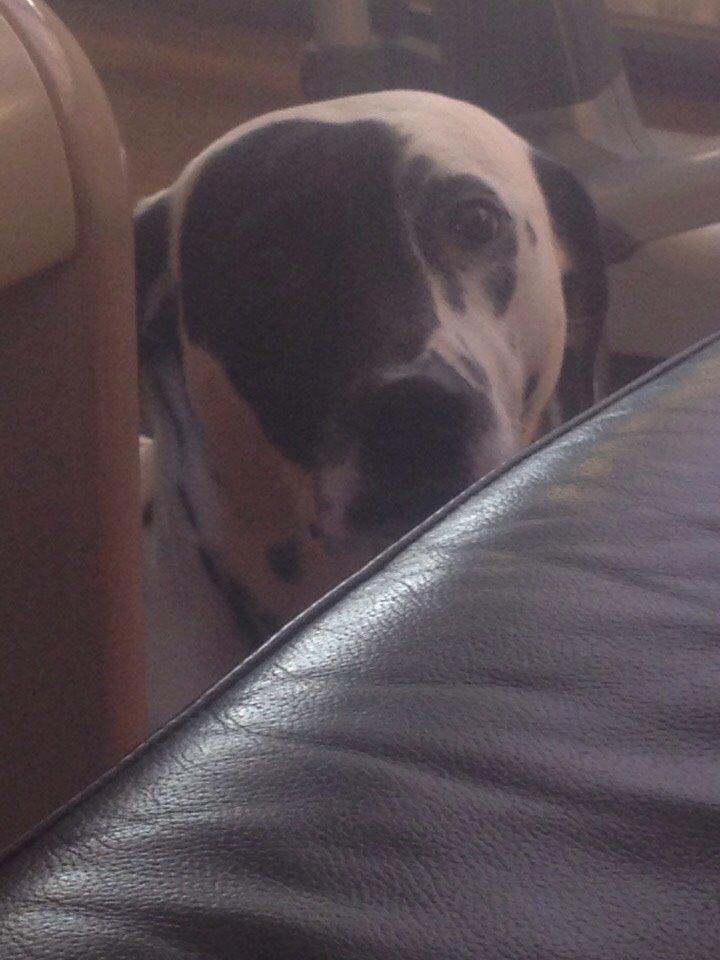 Blanding af racer Sally billede 7