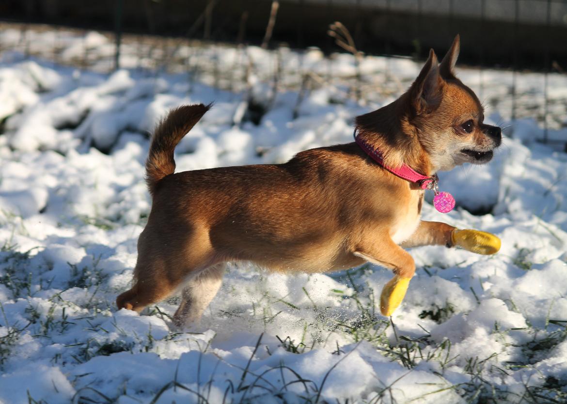 Chihuahua Chihuanas Flush of Hearts - Momo - 2 Juledag 2014 - så kom der sne :) billede 6