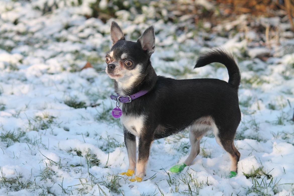 Chihuahua Chihuanas Blueberry Yum Yum - Evee - Min smukke Grå-ugle 2 juledag 2014  billede 37