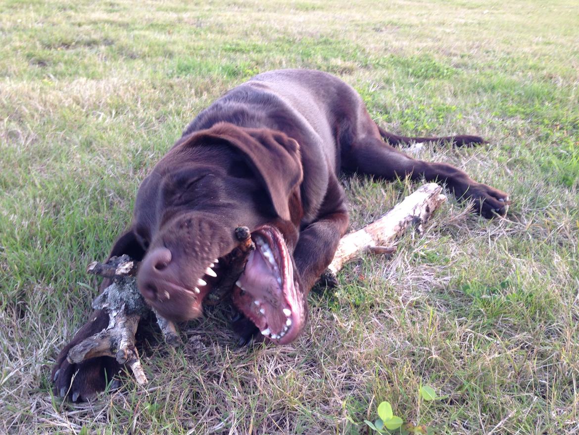 Labrador retriever Loui billede 8