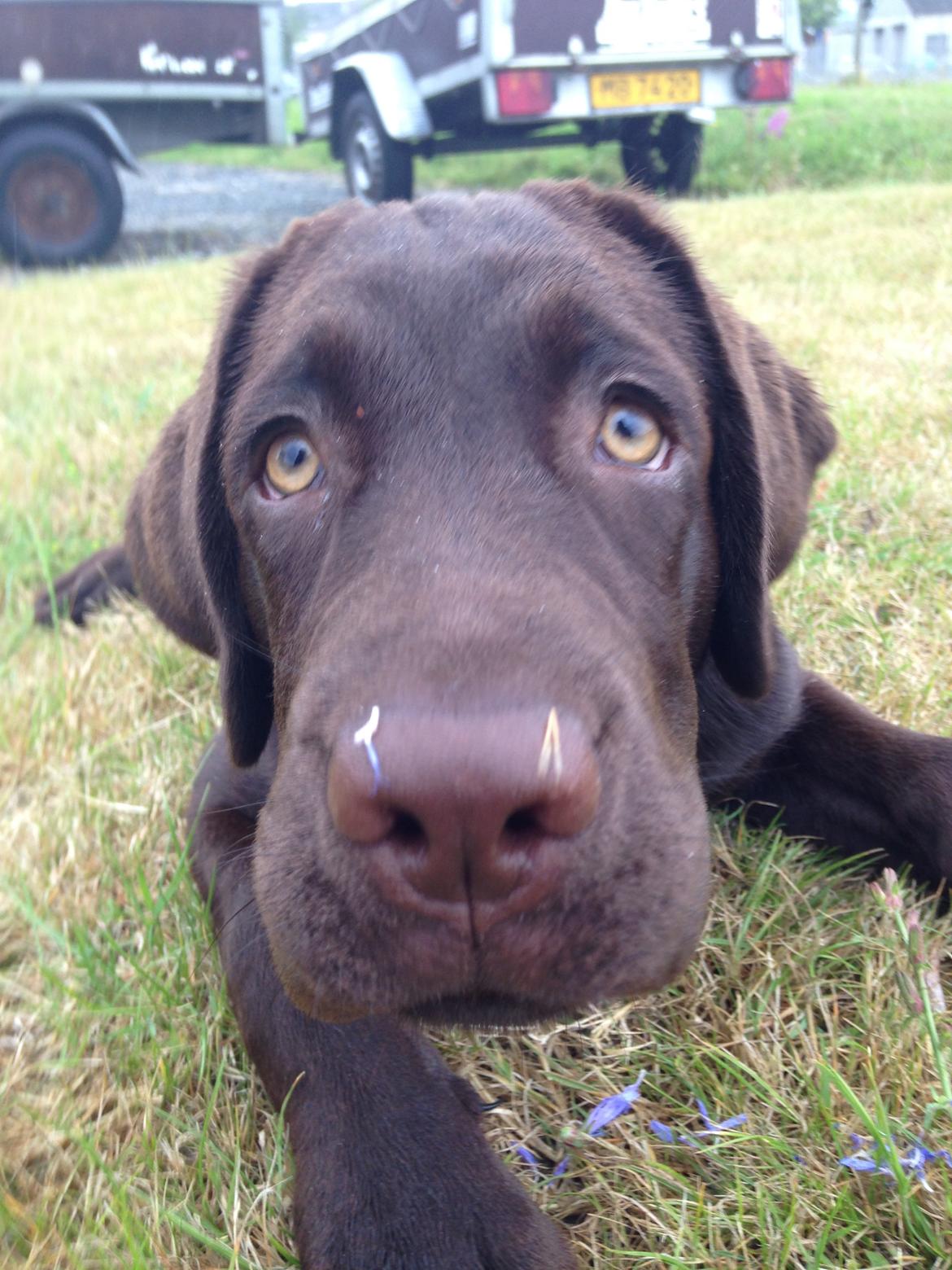 Labrador retriever Loui billede 13