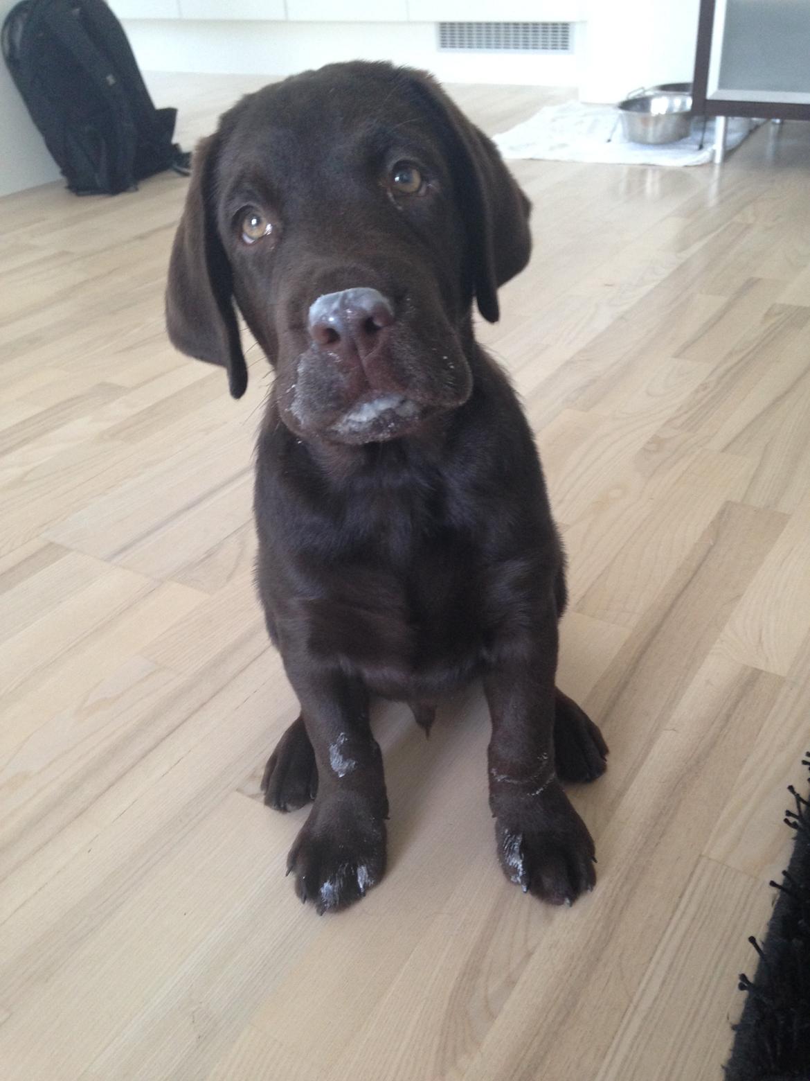 Labrador retriever Loui billede 15