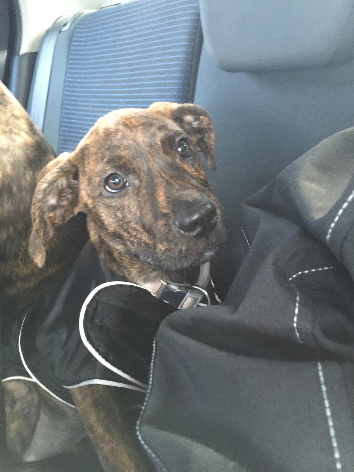 Blanding af racer Sif billede 24