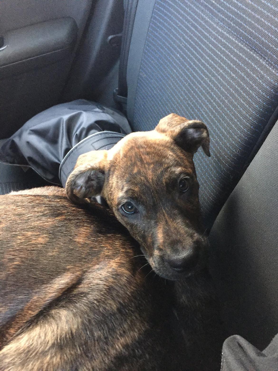 Blanding af racer Sif billede 25