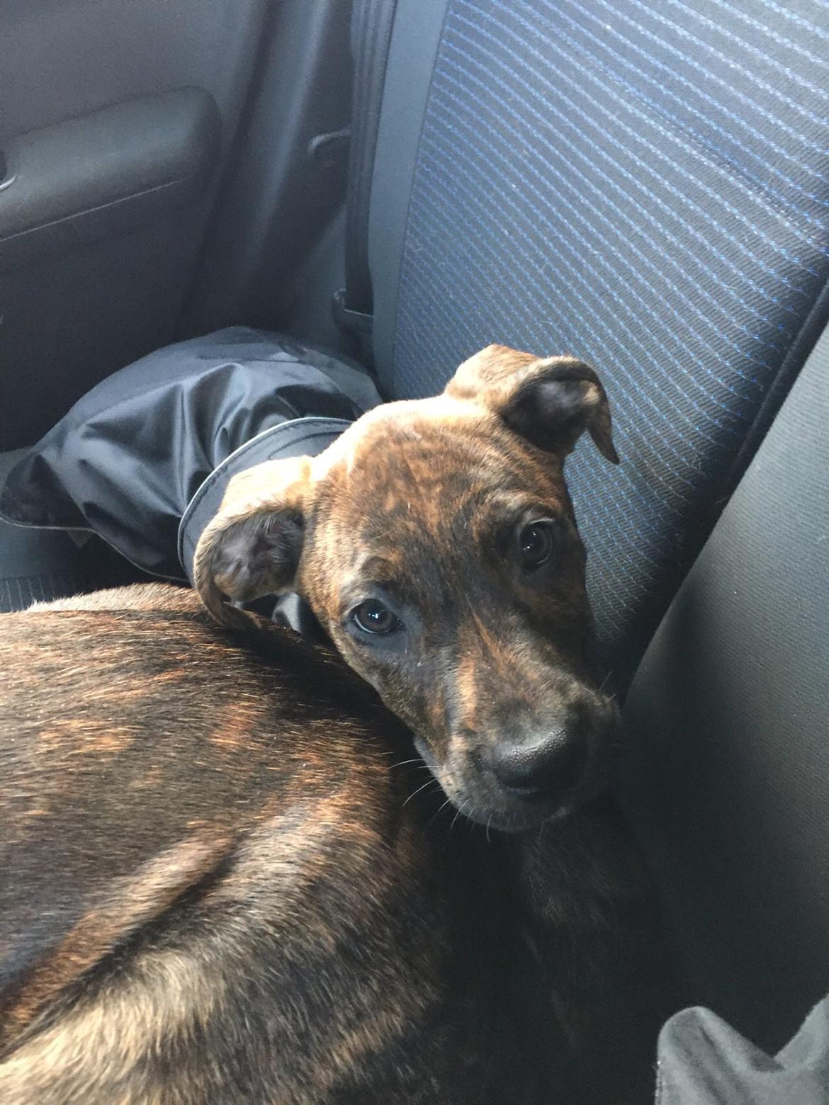 Blanding af racer Sif billede 47