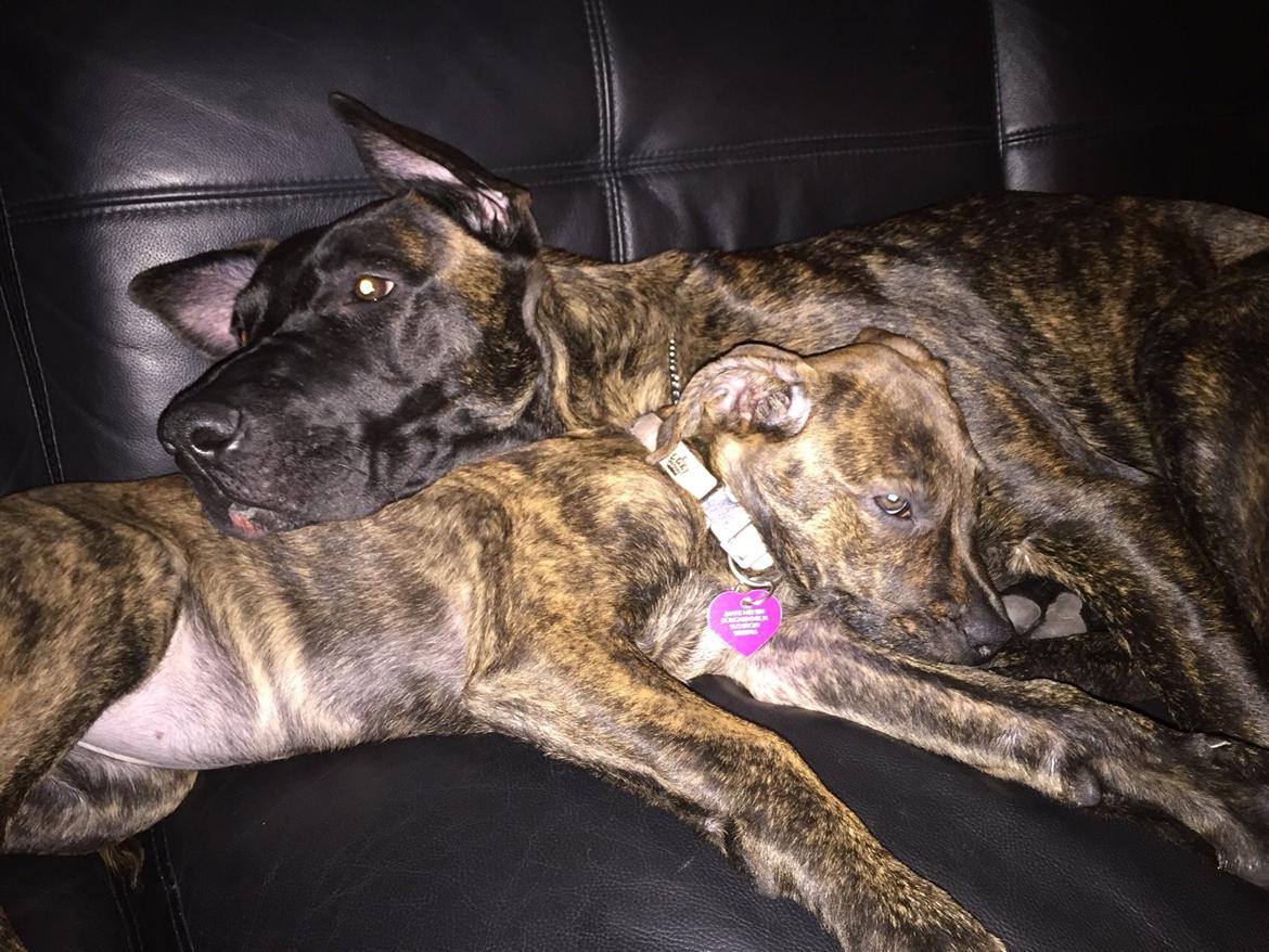 Blanding af racer Sif billede 49