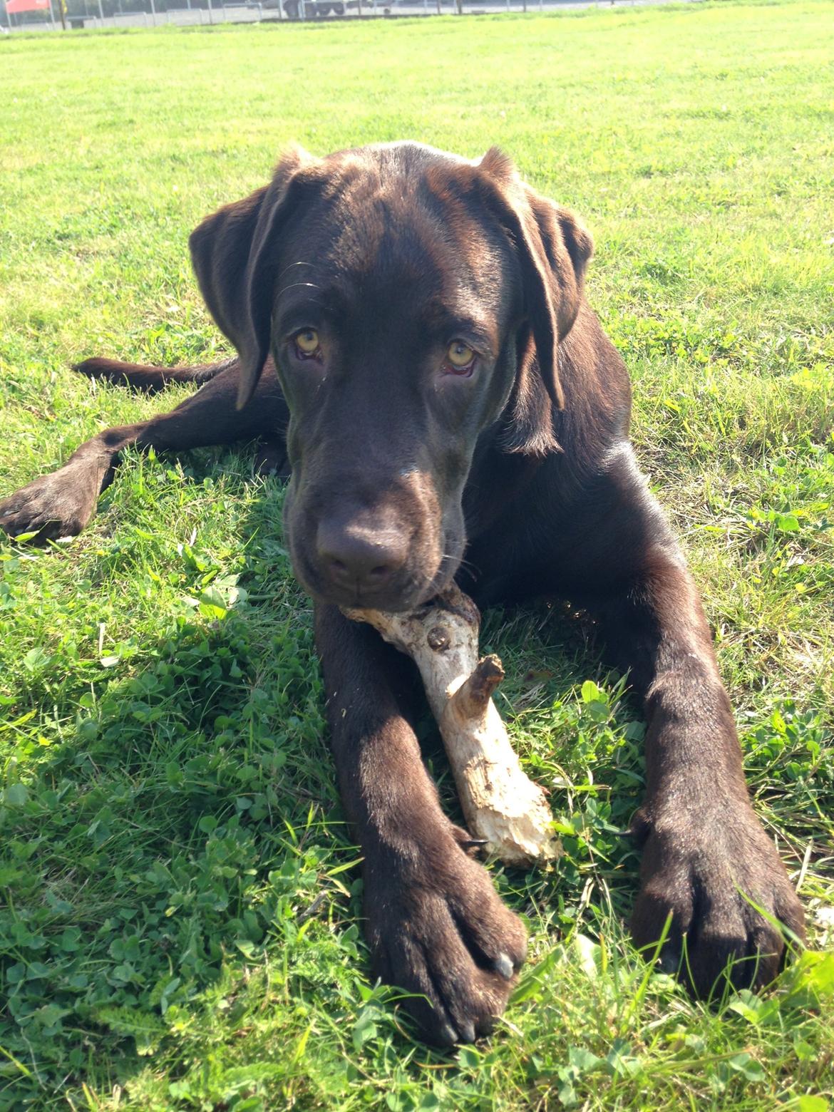 Labrador retriever Loui billede 4