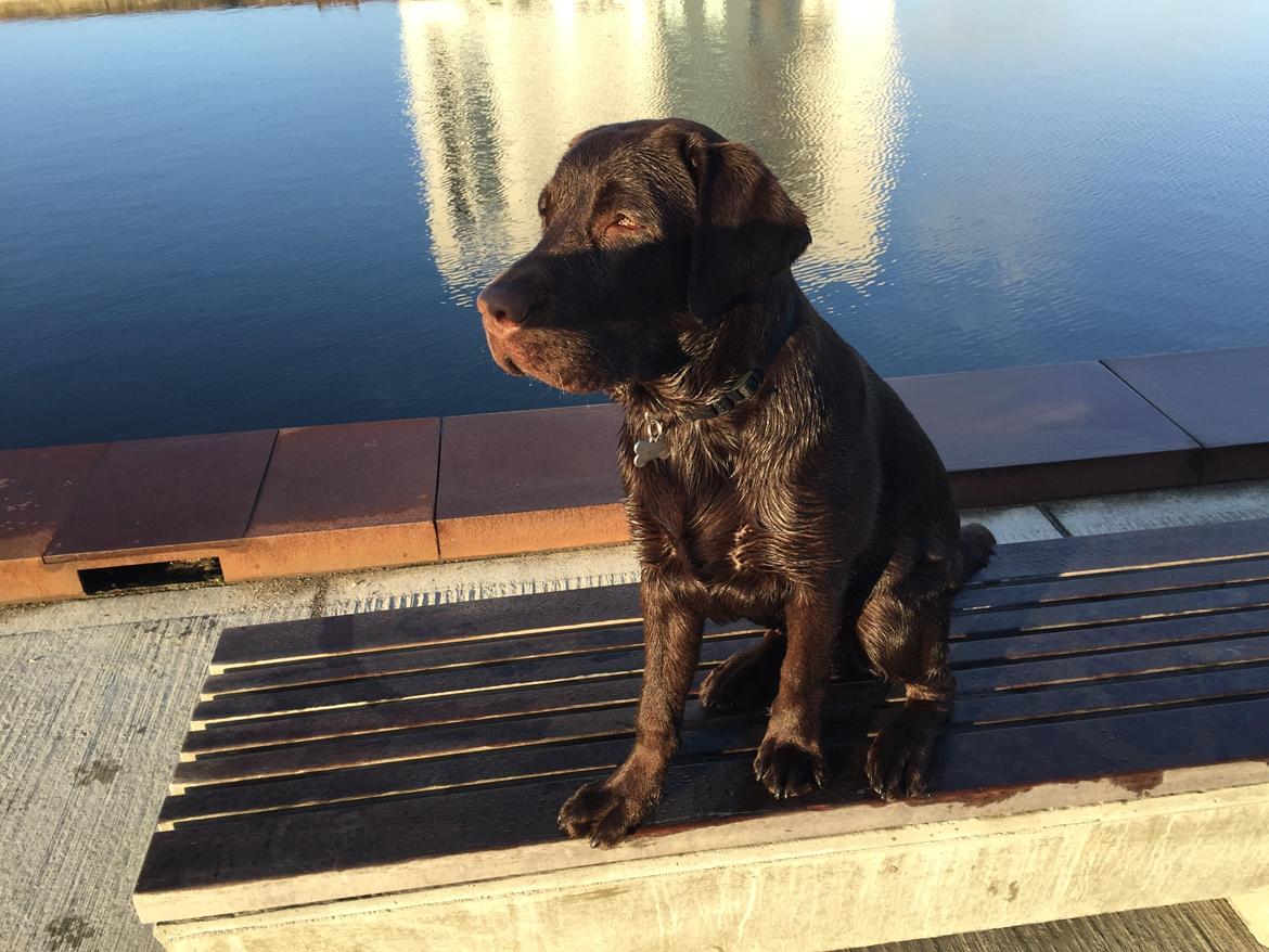 Labrador retriever Loui billede 14