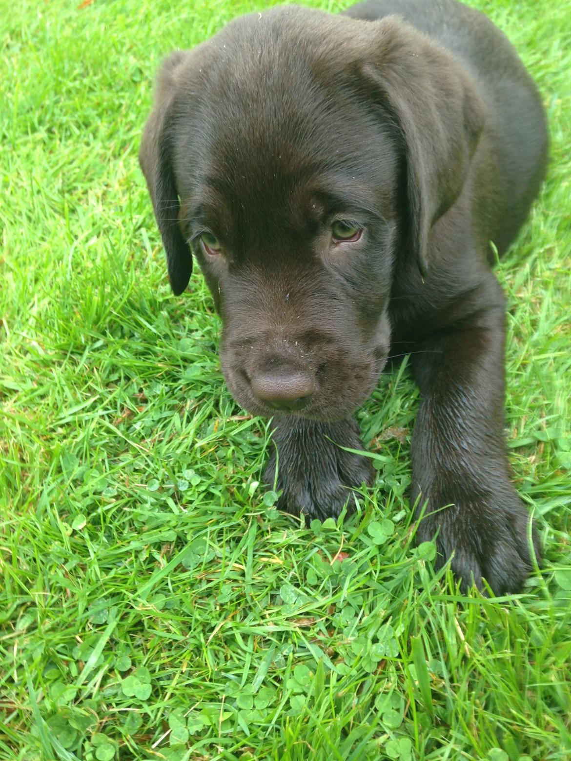 Labrador retriever Loui billede 23