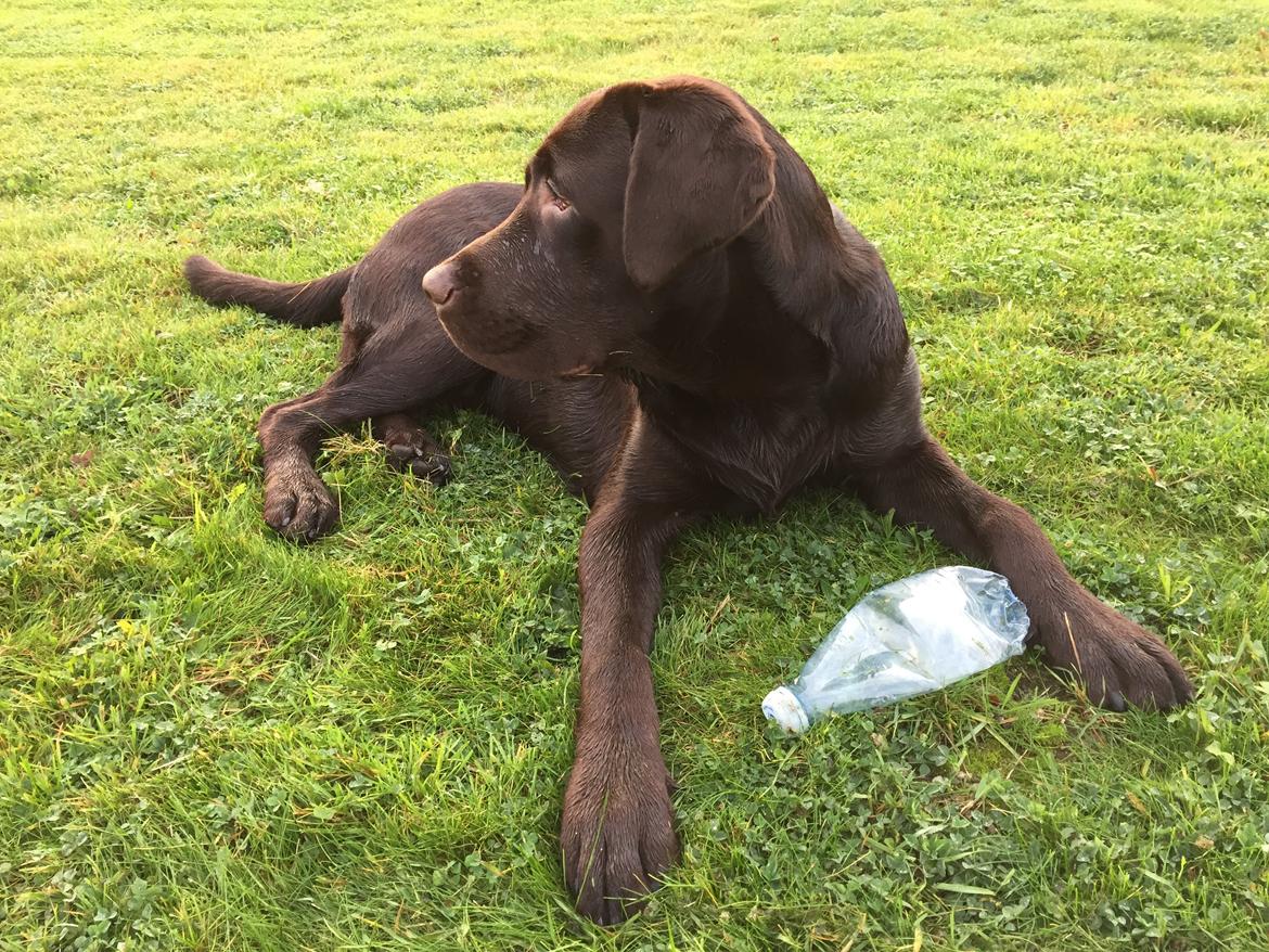 Labrador retriever Loui billede 3