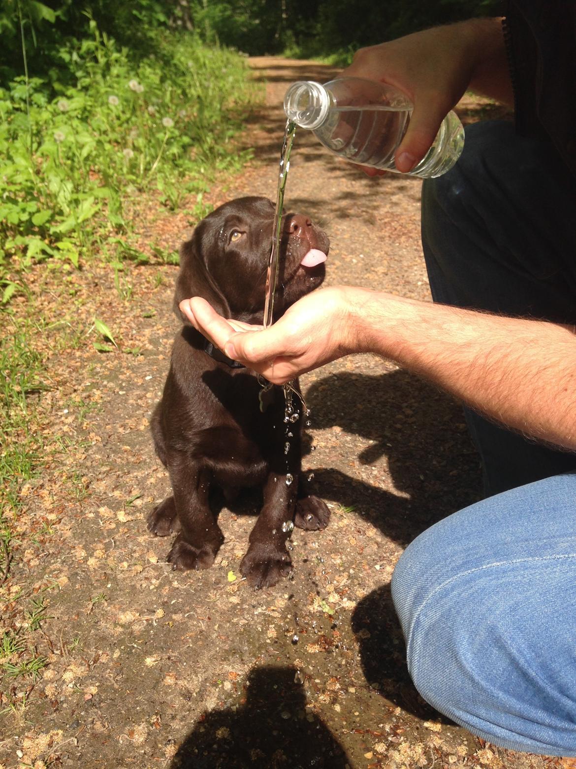 Labrador retriever Loui billede 22